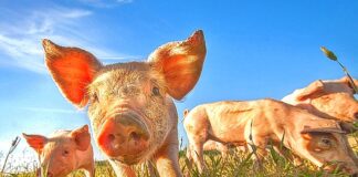 Genetically engineered pigs put xenotransplantation back in the spotlight