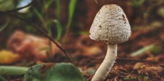 Alcohol addiction cut by 83% after psilocybin therapy – NYU study