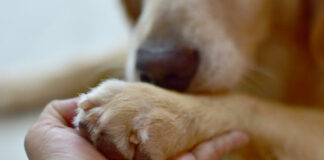 Interaction with dogs boosts brain activity – Swiss study