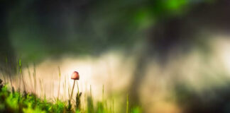 Magic mushrooms not a 'miracle cure' for mental health ailments