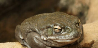 Please don’t lick the toads, warn US park officials