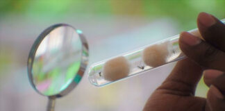 Africa's challenge with malaria eradication