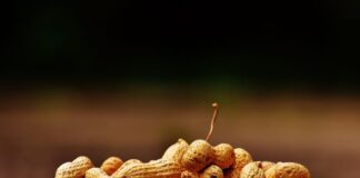 Boiled peanuts conquer children’s allergy – Australian study