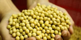 The role of diet in menopausal hot flushes