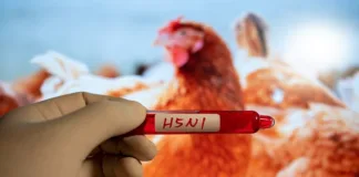 Why most bird flu viruses don’t move to people – Scottish study