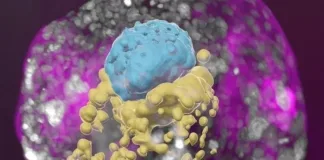 Scientists grow human embryo model without sperm or egg