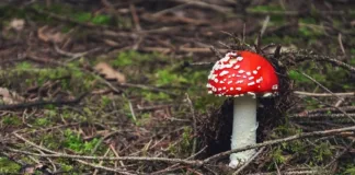 SA moves to treat depression with psychedelics