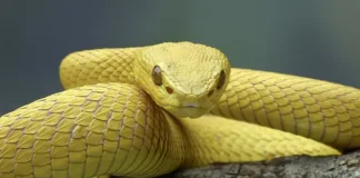 Anti-venom failure leads to novel toxin immunology discovery