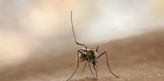 Urgent plea for action as malaria drug-resistance grows