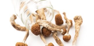 Basotho traditional fungi has powerful psychedelic properties – SA scientists